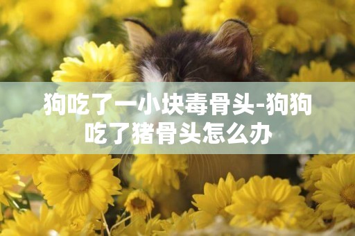 狗吃了一小塊毒骨頭-狗狗吃了豬骨頭怎么辦