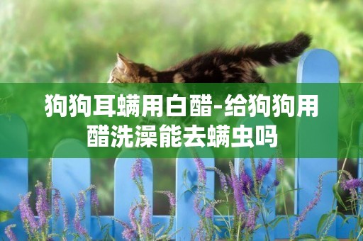狗狗耳螨用白醋-給狗狗用醋洗澡能去螨蟲嗎