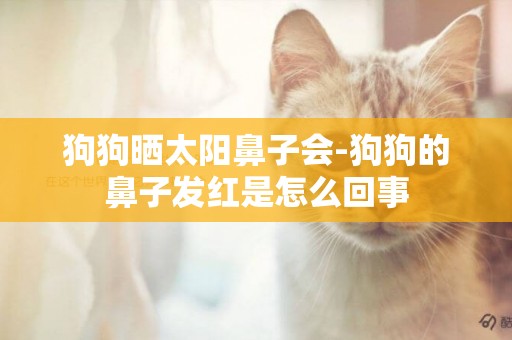 狗狗曬太陽鼻子會-狗狗的鼻子發紅是怎么回事