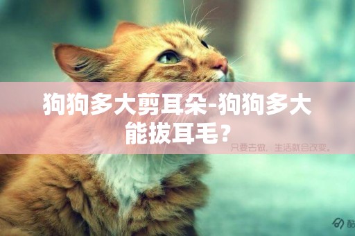 狗狗多大剪耳朵-狗狗多大能拔耳毛？