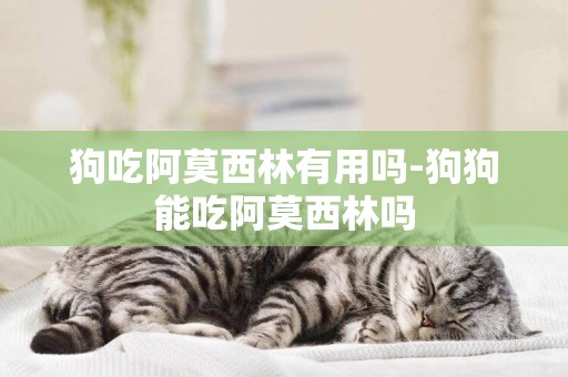 狗吃阿莫西林有用嗎-狗狗能吃阿莫西林嗎
