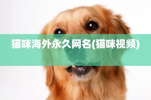 貓咪海外永久網名(貓咪視頻) 