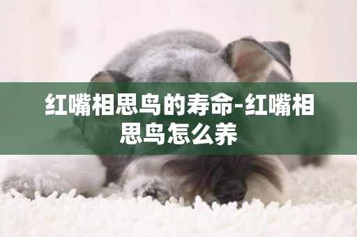 紅嘴相思鳥的壽命-紅嘴相思鳥怎么養