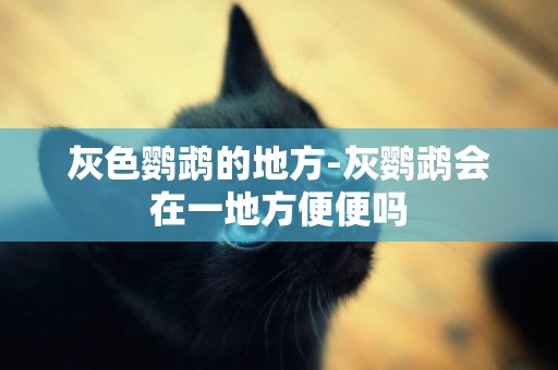 灰色鸚鵡的地方-灰鸚鵡會在一地方便便嗎