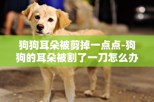 狗狗耳朵被剪掉一點點-狗狗的耳朵被割了一刀怎么辦
