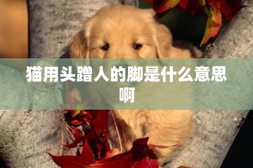 貓用頭蹭人的腳是什么意思啊