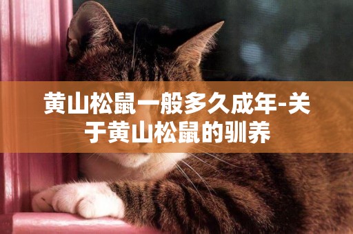 黃山松鼠一般多久成年-關于黃山松鼠的馴養