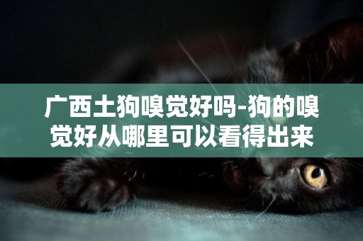 廣西土狗嗅覺好嗎-狗的嗅覺好從哪里可以看得出來