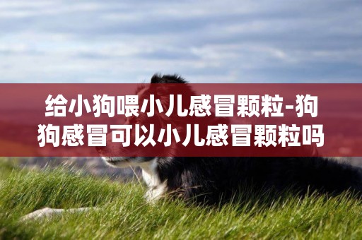 給小狗喂小兒感冒顆粒-狗狗感冒可以小兒感冒顆粒嗎