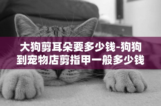 大狗剪耳朵要多少錢-狗狗到寵物店剪指甲一般多少錢