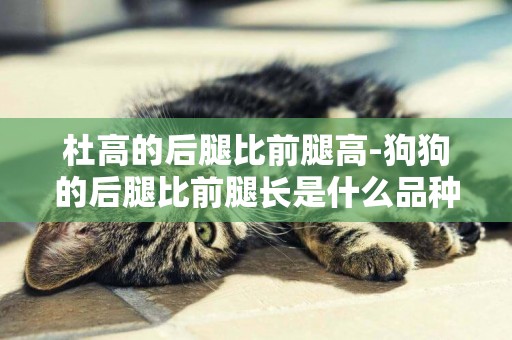 杜高的后腿比前腿高-狗狗的后腿比前腿長是什么品種
