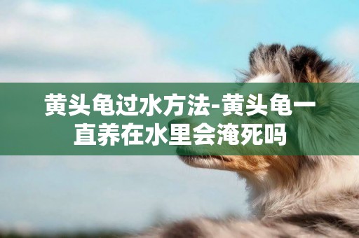 黃頭龜過水方法-黃頭龜一直養在水里會淹死嗎