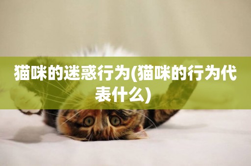貓咪的迷惑行為(貓咪的行為代表什么) 