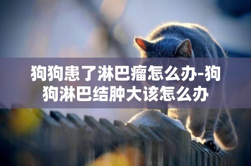 狗狗患了淋巴瘤怎么辦-狗狗淋巴結腫大該怎么辦
