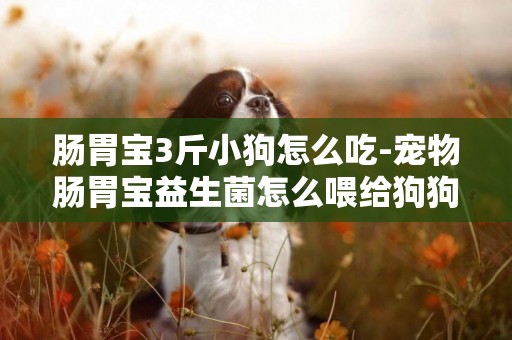 腸胃寶3斤小狗怎么吃-寵物腸胃寶益生菌怎么喂給狗狗？腸胃寶能天天吃嗎？