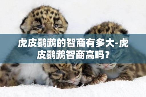 虎皮鸚鵡的智商有多大-虎皮鸚鵡智商高嗎？