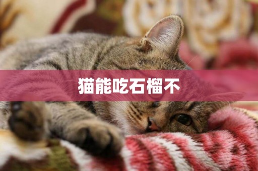 貓能吃石榴不