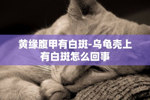 黃緣腹甲有白斑-烏龜殼上有白斑怎么回事