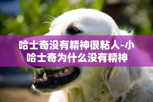 哈士奇沒有精神很粘人-小哈士奇為什么沒有精神