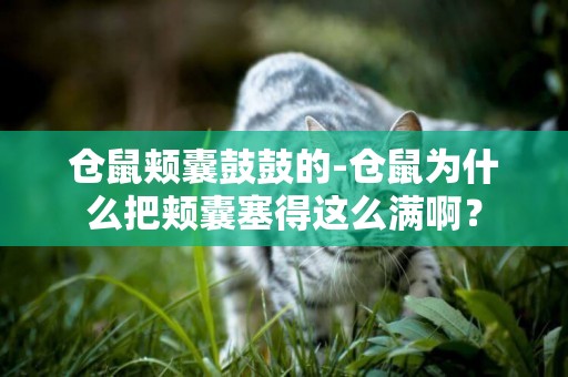 倉鼠頰囊鼓鼓的-倉鼠為什么把頰囊塞得這么滿啊？