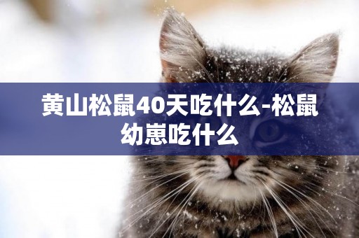黃山松鼠40天吃什么-松鼠幼崽吃什么
