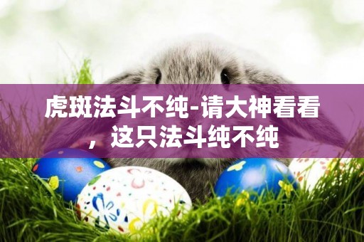虎斑法斗不純-請大神看看，這只法斗純不純