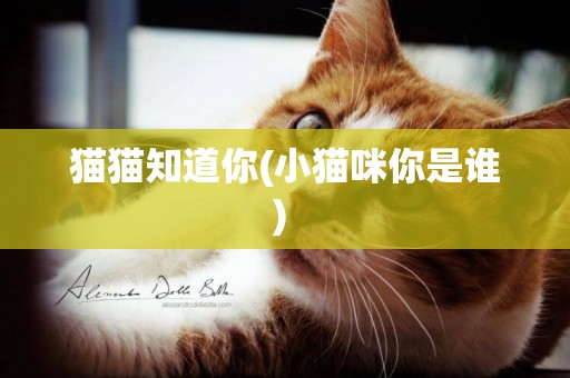 貓貓知道你(小貓咪你是誰) 