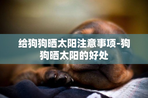 給狗狗曬太陽注意事項-狗狗曬太陽的好處