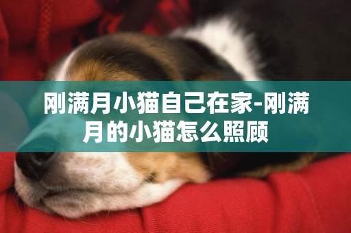 剛滿月小貓自己在家-剛滿月的小貓怎么照顧