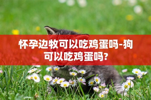 懷孕邊牧可以吃雞蛋嗎-狗可以吃雞蛋嗎?
