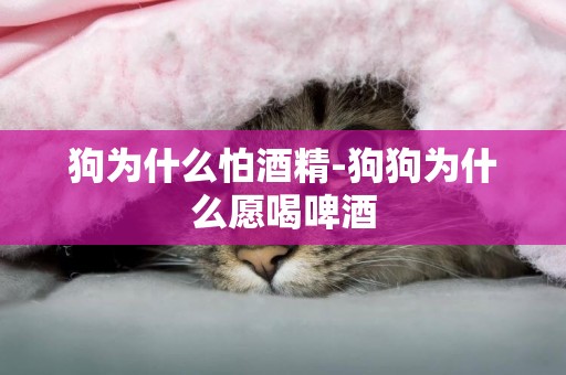 狗為什么怕酒精-狗狗為什么愿喝啤酒