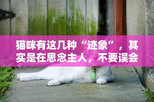 貓咪有這幾種“跡象”，其實是在思念主人，不要誤會它 