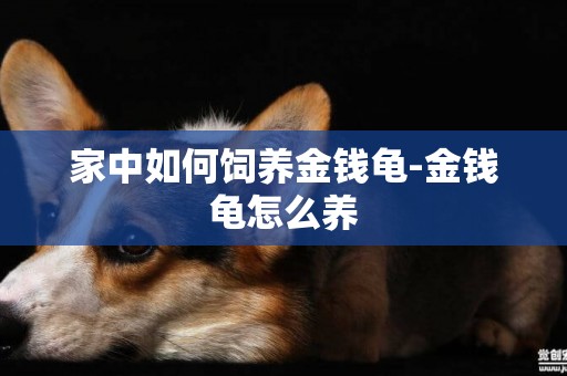 家中如何飼養金錢龜-金錢龜怎么養