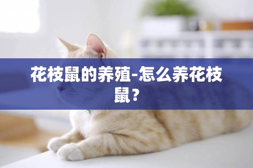 花枝鼠的養殖-怎么養花枝鼠？