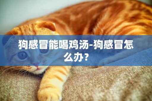 狗感冒能喝雞湯-狗感冒怎么辦？