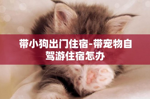 帶小狗出門住宿-帶寵物自駕游住宿怎辦