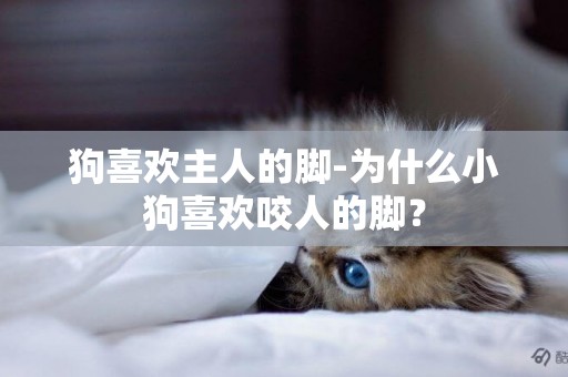 狗喜歡主人的腳-為什么小狗喜歡咬人的腳？