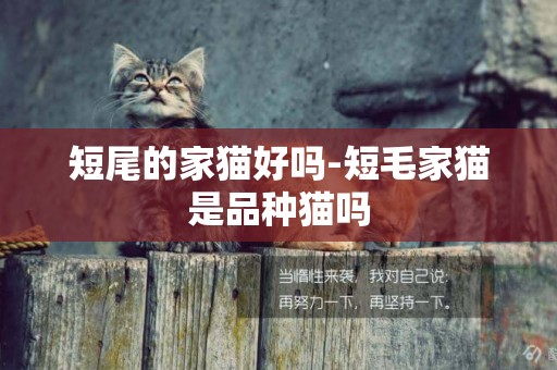 短尾的家貓好嗎-短毛家貓是品種貓嗎