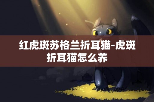 紅虎斑蘇格蘭折耳貓-虎斑折耳貓怎么養