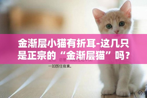 金漸層小貓有折耳-這幾只是正宗的“金漸層貓”嗎？
