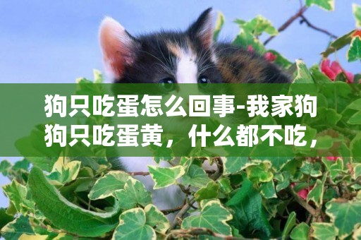 狗只吃蛋怎么回事-我家狗狗只吃蛋黃，什么都不吃，怎么辦呀？