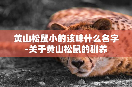 黃山松鼠小的該味什么名字-關于黃山松鼠的馴養