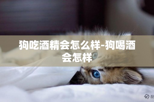 狗吃酒精會怎么樣-狗喝酒會怎樣