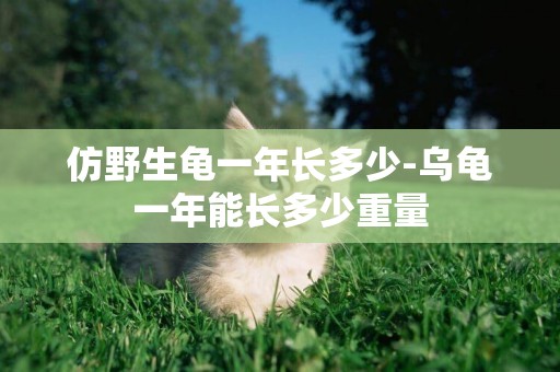 仿野生龜一年長多少-烏龜一年能長多少重量