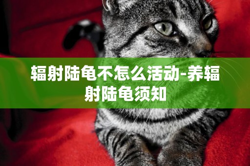 輻射陸龜不怎么活動-養輻射陸龜須知