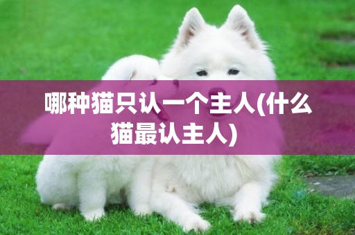 哪種貓只認一個主人(什么貓最認主人) 