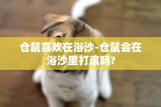 倉鼠喜歡在浴沙-倉鼠會在浴沙里打滾嗎?