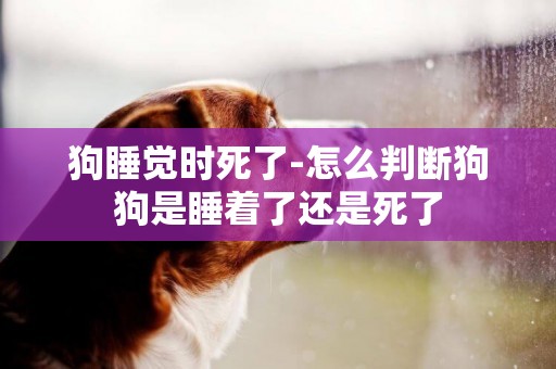 狗睡覺時死了-怎么判斷狗狗是睡著了還是死了