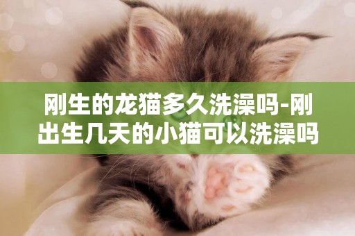剛生的龍貓多久洗澡嗎-剛出生幾天的小貓可以洗澡嗎