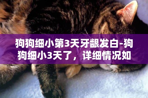狗狗細小第3天牙齦發白-狗狗細小3天了，詳細情況如下：